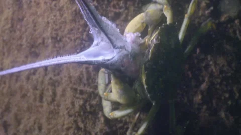 Crab feeds on dead fish´s head, under water, Baltic Sea Stock Footage 276107725