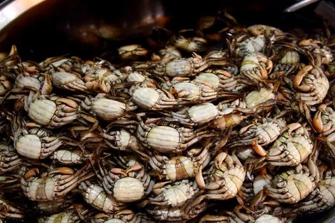 Crab fermentation with fish sauce. Foto stock