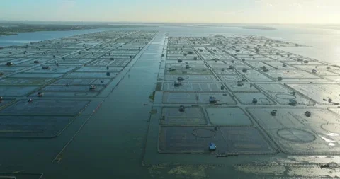 Crab field Stock Footage 313512339