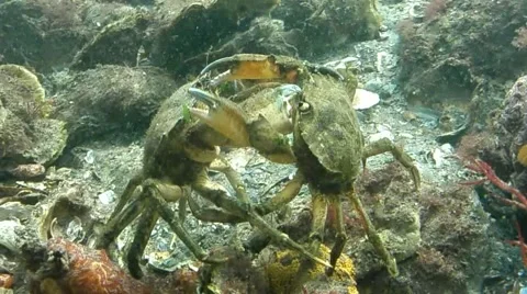 Crab fight Stock Footage 48543613