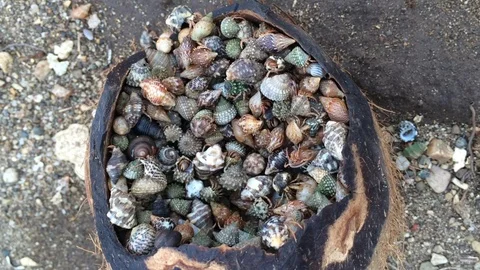 Crab filled coconut shell Stockbeeldmateriaal 100973619