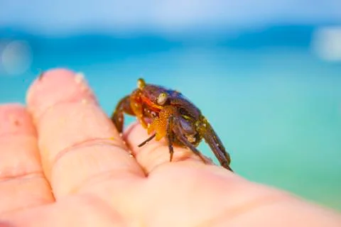 Crab on the fingers, side view Stock Photos