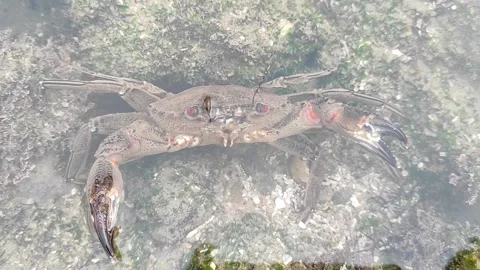 Crab fish 動画素材 165136358