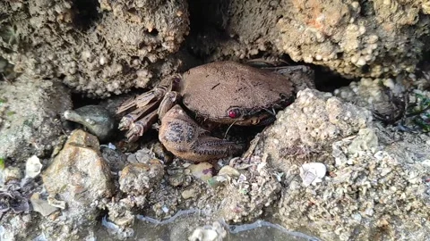 Crab fish Stock Footage 165161569