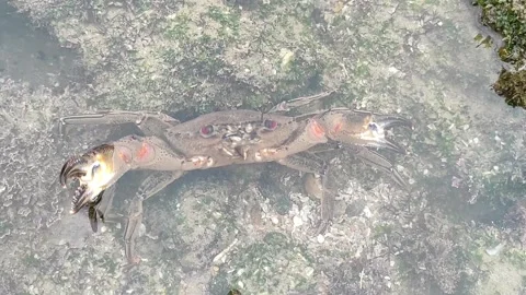 Crab fish Stock Footage 165163781