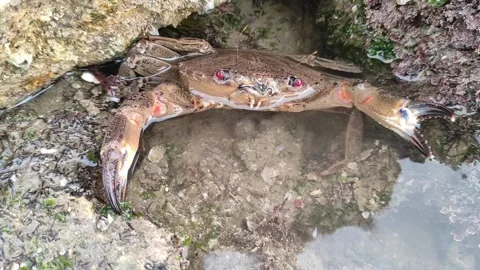 Crab fish Stock Footage 165465077