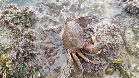 Crab fish 스톡 동영상 165466089