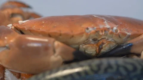 Crab Fish placed on ice on a fish counter. Stock-Footage 107776959