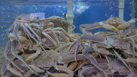 Crab in a fishtank Stock Footage 126951222