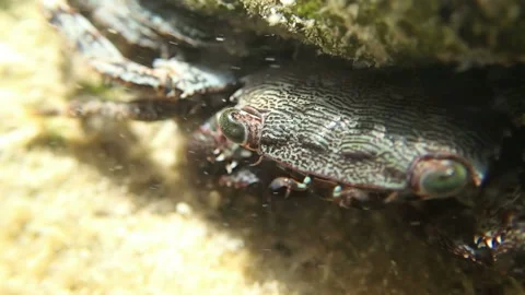 Crab in flow of coast waves Stock Footage 125025493