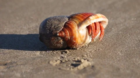 Crab 库存影片 995445