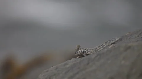 Crab Video stock 1092398