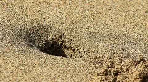 Crab Stock Footage 9463495