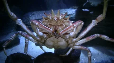Crab Stock Footage 10694108