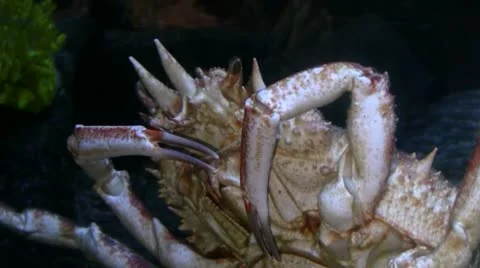 Crab Stock Footage 10694298