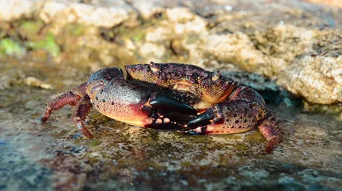 CRAB Stock Footage 33914226