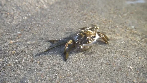 Crab Video stock 94557482