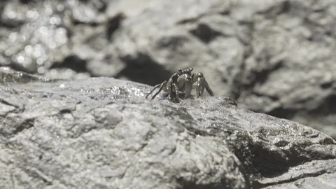 Crab Stock Footage 112625911