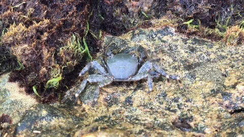 Crab Stock Footage 114480276