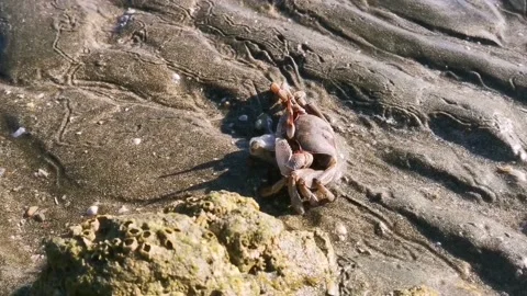 Crab  Stock Footage 136811419