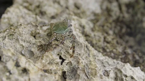 Crab Stock Footage 139025088