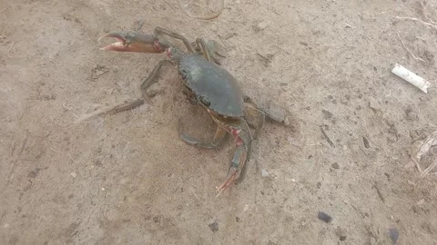 Crab Stock Footage 212931102