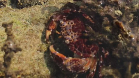 Crab Video stock 236636190