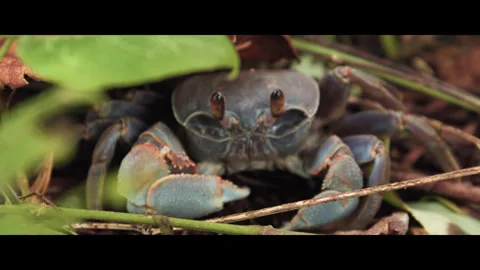 Crab Stock Footage 281658001