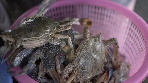 Crab Video stock 306042604