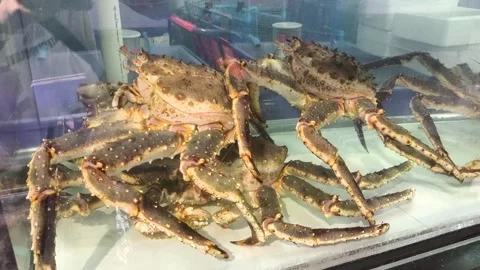 Crab Stock Footage 320281529