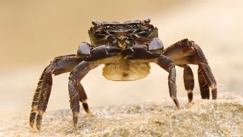 Crab Stock Footage 331233381