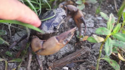 Crab Vídeo Stock 332171814