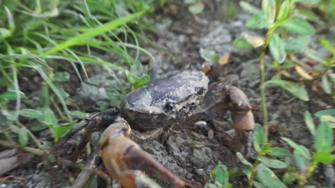 Crab Vídeo Stock 332171817
