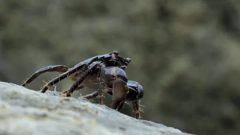 Crab Stock Footage 333033958