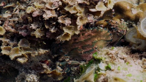 Crab Foraging Among Algae on the Reef 스톡 동영상 341909422