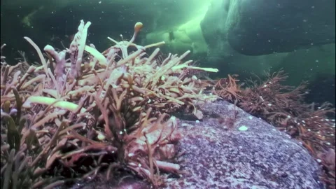 Crab foraging beneath Arctic ice in the stunning White Sea waters Video stock 299402202