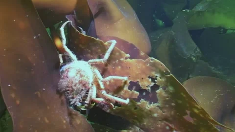 Crab foraging beneath Arctic ice in the mesmerizing White Sea Stock Footage 299543536