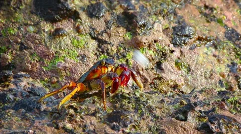 Crab Foraging in the Rocks, Splashed by Sea Spray. FullHD video 库存影片 59853759