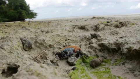 Crab Freezing Stock-Footage 204094837