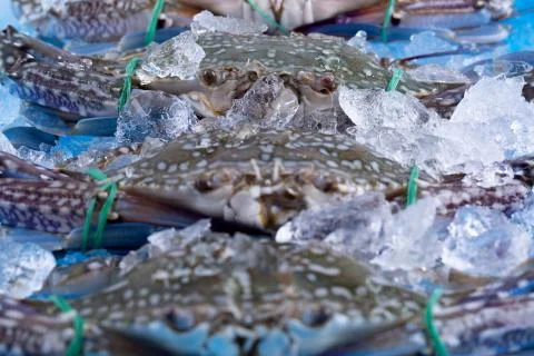 Crab fresh Stock Photos