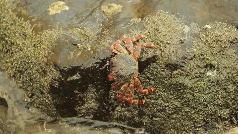 Crab getting out sea shell on bright smooth stone top view Video stock 119239892