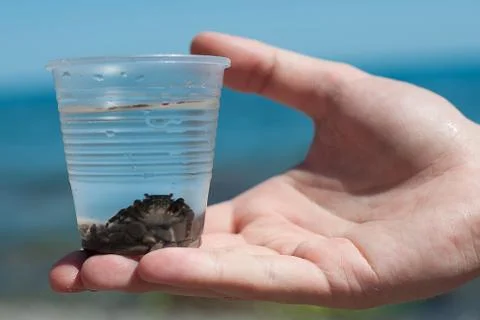 Crab in a glass. Stock Photos
