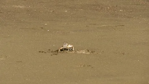Crab going into its hole Stock Footage 126790592