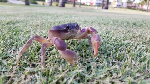 Crab on Grass Foto stock