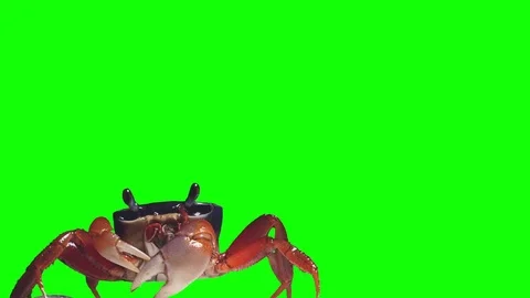 Crab Green Screen Vidéo 76107268