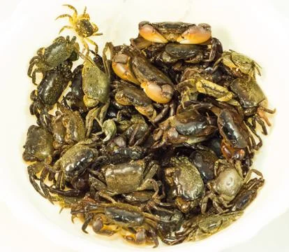 Crab group Stock Photos
