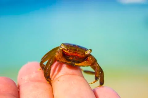 Crab on hand in the approximation Stock Photos