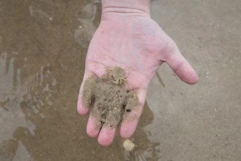 Crab on hand on the beach. Stock Photos