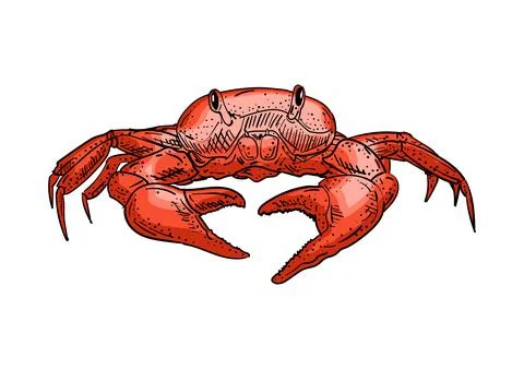 Crab hand drawing sketch. linear sea cance. Vector illustration Stock Illustration