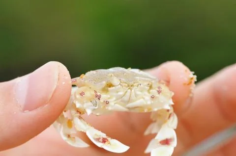 Crab in hand Stock Photos